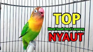 Download lagu Lovebird Ngekek Panjang TOP Buat Pancingan, Lovebird MACET SUSAH BUNYI Langsung NYAUT mp3