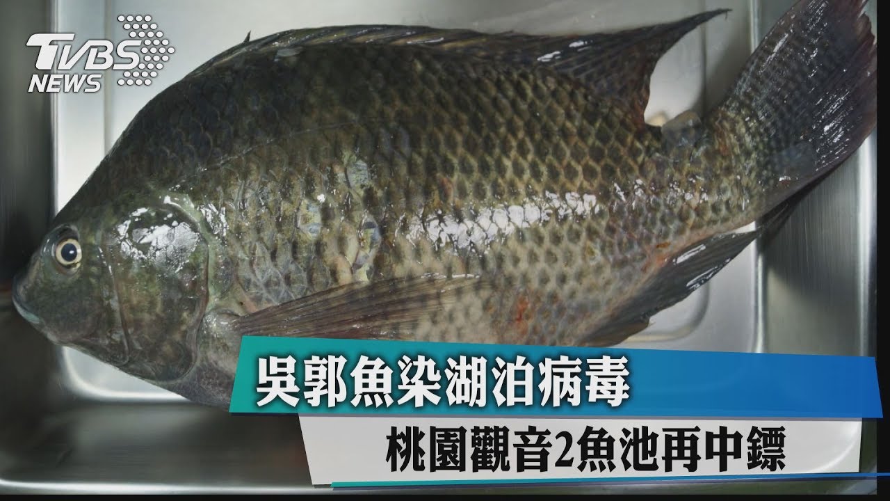 吳郭魚染湖泊病毒 桃園觀音2魚池再中鏢