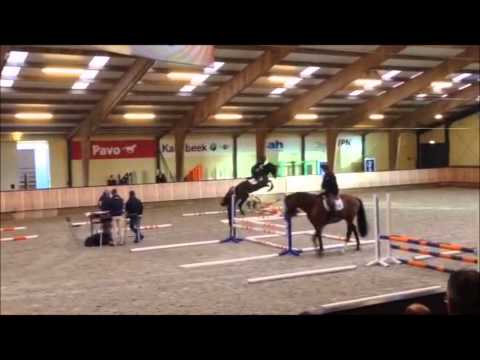 2014 KWPN ability test.  CONNECT Connor x Contender x Lord at age 3