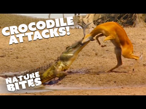 Crocodile's Predatory Behavior- Witness the Brutal Attack on a Gazelle  | Nature Bites