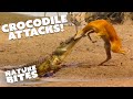 Crocodile S Predatory Behavior Witness The Brutal Attack On A Gazelle Nature Bites
