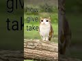 Gamtng Meowl New Soul Meowl Fyp Cat