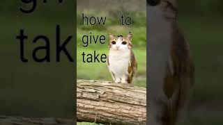 #gamtng meowl new soul #meowl #fyp #cat