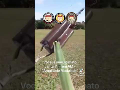 Você Já Viu Mato Cantar?