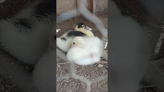 3 de fevereiro de 2026