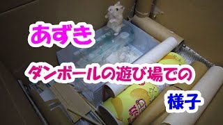 あずき(3F)ダンボールの遊び場での様子