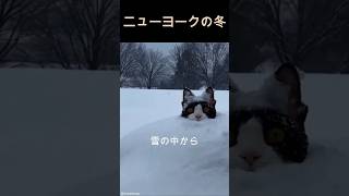 ニューヨークの冬、動物たちが可愛すぎて変なことになってる😂 #Shorts #犬 #猫