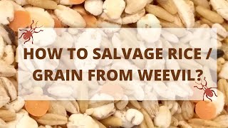 How To Remove Weevils From Rice/Grain? How To Get Rid Weevils Without Chemical?