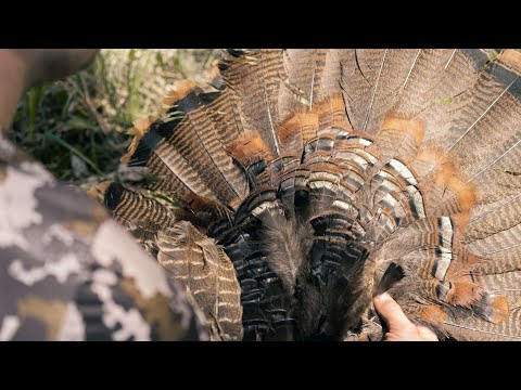 S03E02 - Dindons sauvages en Estrie