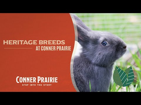 , title : 'Conner Prairie - Heritage Breeds'