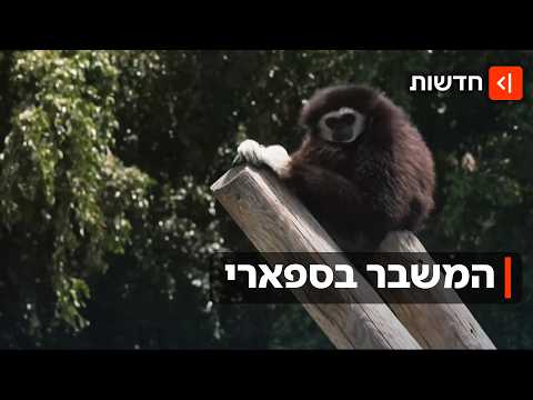 החיות בספארי יודעות לשרוד בג'ונגל, אבל מלחמה - זה כבר סיפור אחר