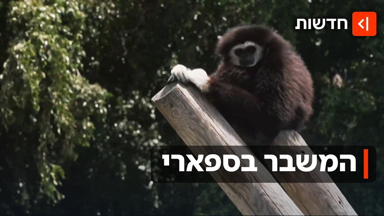 החיות בספארי יודעות לשרוד בג'ונגל, אבל מלחמה - זה כבר סיפור אחר