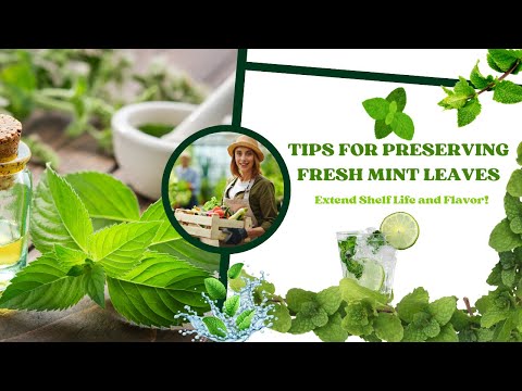How to Keep Fresh Mint Leaves Forever (Tips & Tricks)