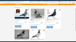 How To Purchase Racing Pigeons online