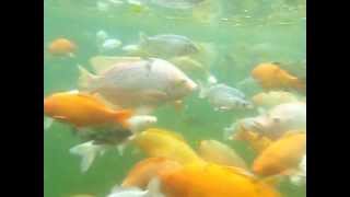 preview picture of video 'バリ島　世界遺産「ティルタ・エンプル」鯉の池'