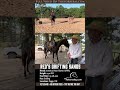 American Paint Gelding APHA For Sale Ranch Western Pleasure All Around