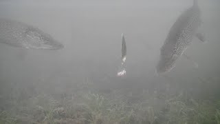 Shallow Water Pike! Ice Fishing with Underwater Camera