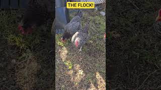 Our Chickens Begin their Day! 2 More Eggs! #fun #chicken #update