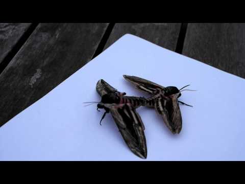 Moths mating - Privet Hawkmoths (Sphinx ligustri)