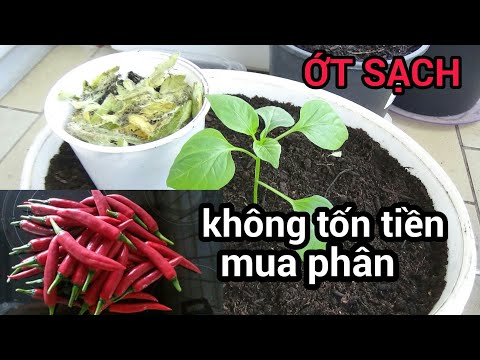 , title : 'Cách trộn đất trồng ớt trong chậu trái nhiều không phân hoá học | schwarz nguyen garden'