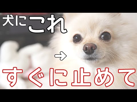犬の口ひげは何のためにあるのですか?