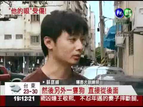惡狗圍攻狂噬 導盲犬肉身護主