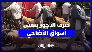 صرف الأجور ينعش أسواق الأضاحي.. حركية استثنائية في "رحبة" تكيوين بأكادير thumbnail