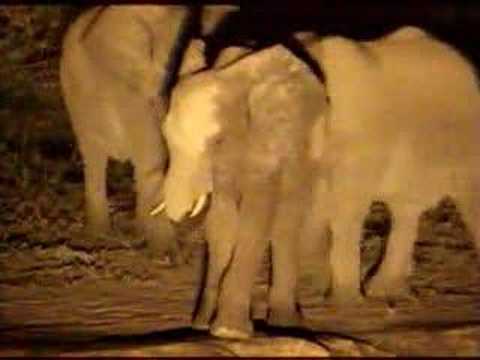 Elephant with Short Trunk at Pete's Pond 01/30/08