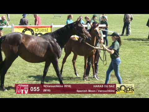 Show AQPS Le Lion 2016 : Lot 55 - N(Varouchkine 2016)