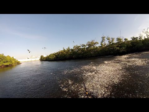 Insane feeding frenzy! -Bait fish everywhere-