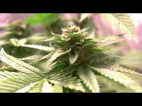 Agallah The Don Bishop  "Treez for X-Mas"