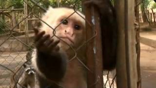 preview picture of video 'Trafico de Fauna Silvestre en Nicaragua'