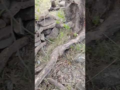 el temporal no afloja en san gregorio de Polanco