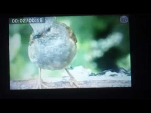 Gilbertladdin part 11 a narrow escape