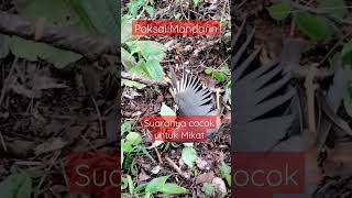 Download lagu Poksai Mandarin #kicauburung #suarapikat #kicaumania #Poksaimandarin mp3 Download lagu Poksai Mandarin #kicauburung #suarapikat #kicaumania #Poksaimandarin mp3