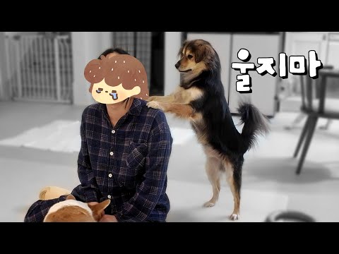 집사의 진짜 우는 모습을 처음 본 강아지의 행동