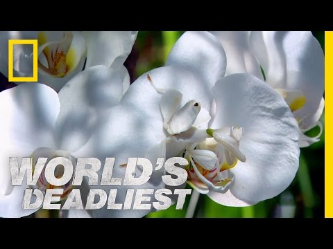 Deadly Disguised Orchids | World's Deadliest