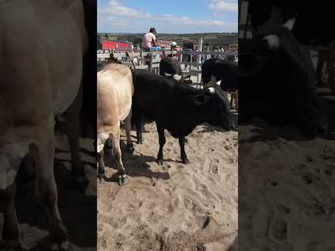 Gado graúdo em Jucati-PE