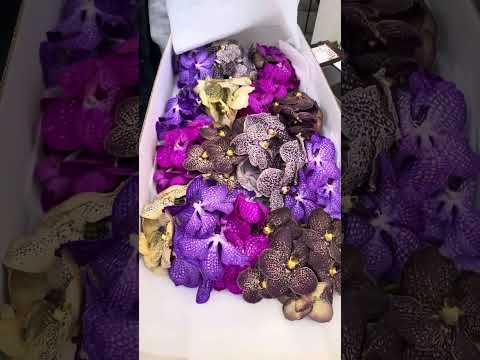 Vanda Orchids: A Spectrum of Colors Explore the stunning variety of hues in the world of Vandas.