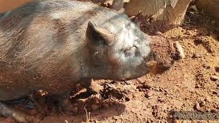 Update on the monkeys and varkie still long way to go