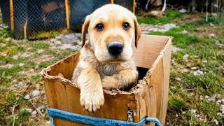 Abandoned Puppy was in Tears and Struggling to Survive Until This Happened