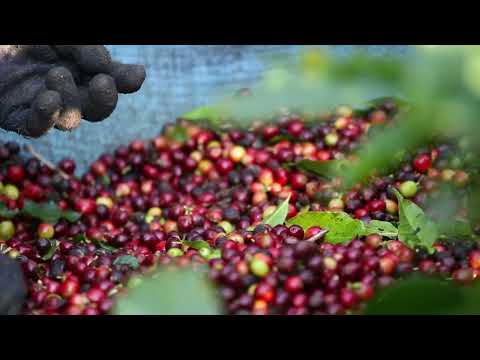 Coffee picking
