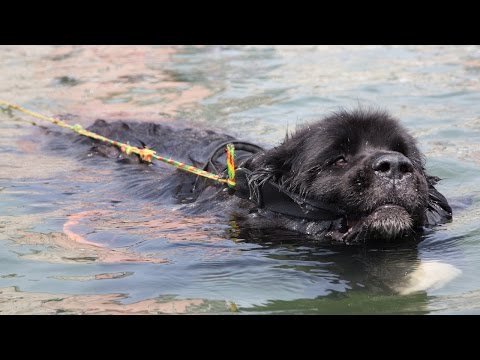 Super Swimmer Dogs Save Lives: SUPERPOWER DOGS