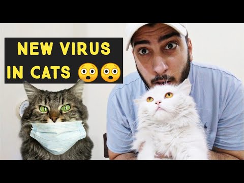 New Disease in Cats ?? How to safe Your Cat From viral diseases |  Can it Transfer to Humans?