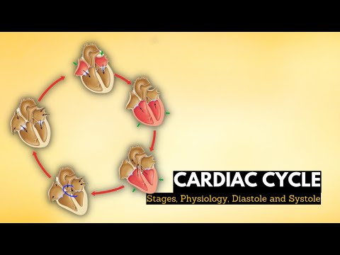 image-How many phases are in the cardiac cycle?