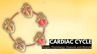 Cardiac cycle, stages, physiology, Diastole and systole in the cardiac cycle.