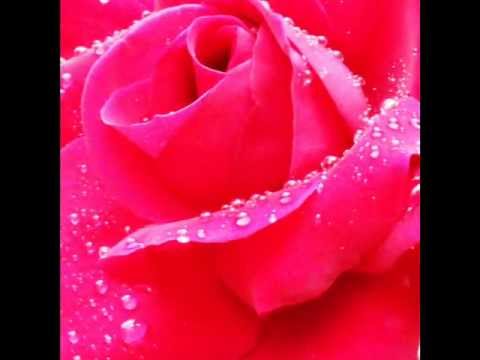 download lagu mp3 mp4 Plaisir D Amour Lyrics English, download lagu Plaisir D Amour Lyrics English gratis, unduh video klip Plaisir D Amour Lyrics English