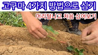 고구마를 4가지 방법으로 태어나 처음 심어보았습니다 고구마 심는 방법 밤고구마,호박고구마,꿀고구마, 베니하루…