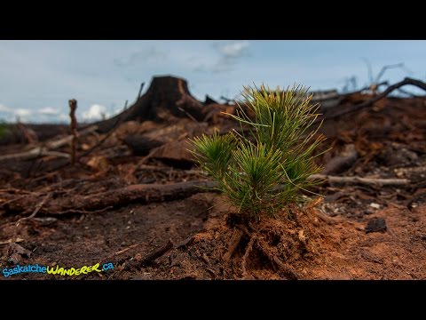 Video Thumbnail for Tree Planting at Nemeiben Lake