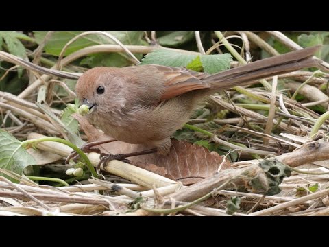 Sutora sivá (Suthora webbiana) — starostlivosť, voliéra a kŕmenie